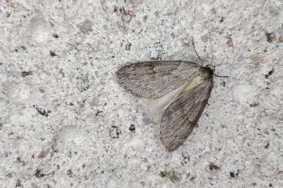 <i>Pachycnemia hippocastanaria</i>