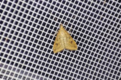 <i>Udea ferrugalis</i>