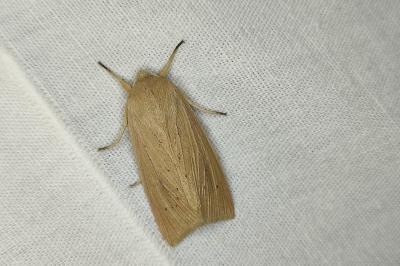 <i>Rhizedra lutosa</i>