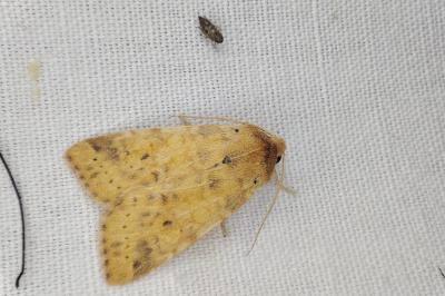 <i>Cirrhia icteritia</i>