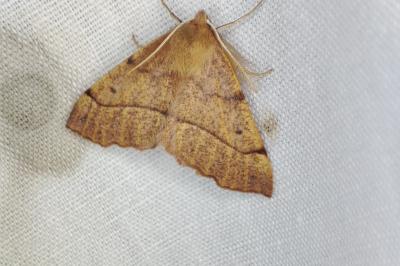 <i>Colotois pennaria</i>