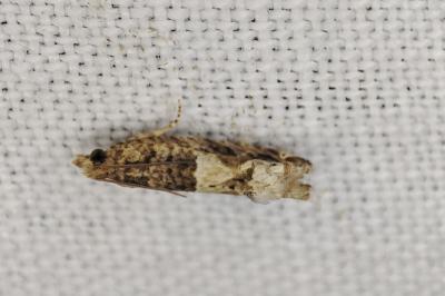 <i>Crocidosema plebejana</i>