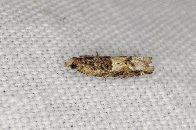 <i>Crocidosema plebejana</i>