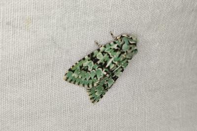 <i>Griposia aprilina</i>