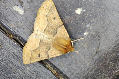 <i>Crocallis tusciaria</i>