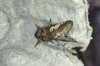 <i>Diloba caeruleocephala</i>