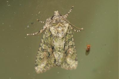 <i>Dryobotodes eremita</i>