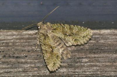 <i>Dryobotodes eremita</i>