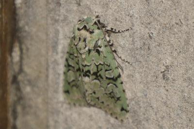 <i>Griposia aprilina</i>