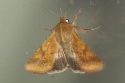<i>Helicoverpa armigera</i>
