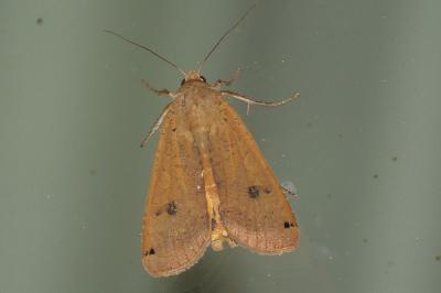 <i>Noctua pronuba</i>