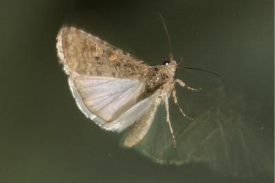 <i>Spodoptera exigua</i>