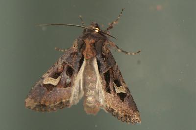 <i>Trigonophora flammea</i>