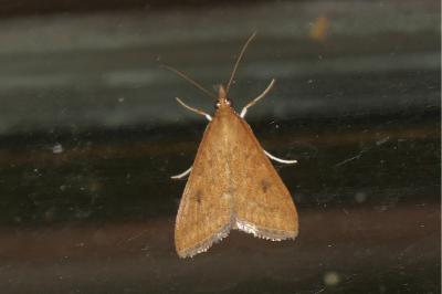 <i>Udea ferrugalis</i>