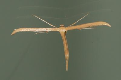 <i>Emmelina monodactyla</i>