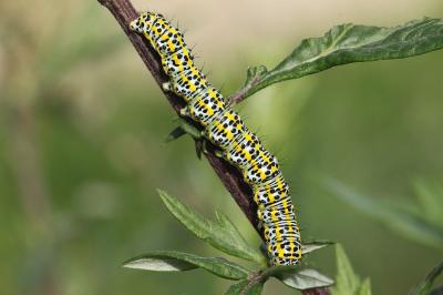 <i>Cucullia tanaceti</i>