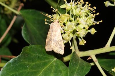 <i>Cirrhia gilvago</i>