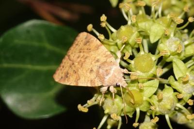 <i>Cirrhia gilvago</i>