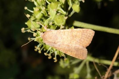 <i>Cirrhia ocellaris</i>