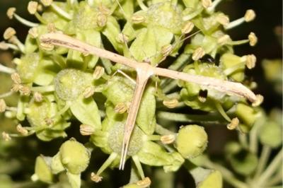 <i>Emmelina monodactyla</i>