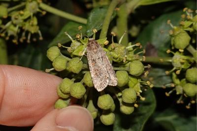 <i>Spodoptera exigua</i>