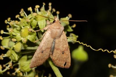 <i>Sunira circellaris</i>