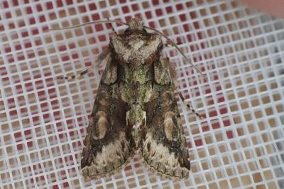 <i>Allophyes oxyacanthae</i>