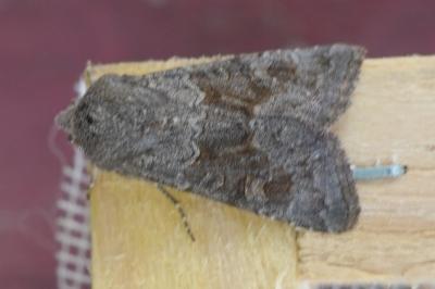 <i>Aporophyla lueneburgensis</i>