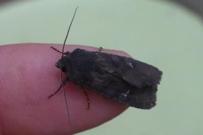 <i>Aporophyla nigra</i>