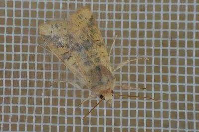 <i>Cirrhia gilvago</i>