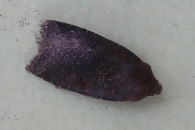 <i>Conistra ligula</i>