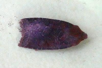 <i>Conistra ligula</i>