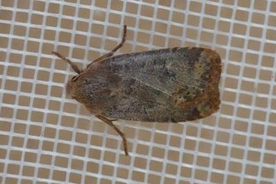 <i>Conistra vaccinii</i>