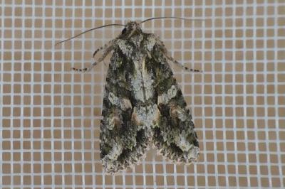 <i>Dryobotodes eremita</i>