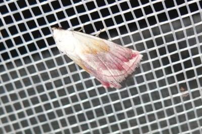 <i>Eublemma purpurina</i>