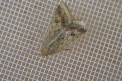 <i>Helicoverpa armigera</i>