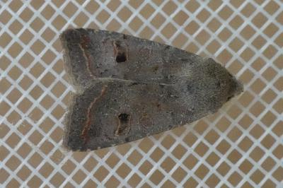 <i>Leptologia lota</i>