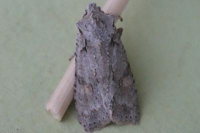 <i>Lithophane ornitopus</i>