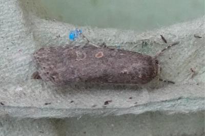 <i>Spodoptera exigua</i>