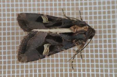<i>Trigonophora flammea</i>