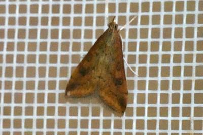 <i>Udea ferrugalis</i>