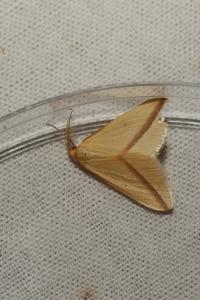 <i>Rhodometra sacraria</i>
