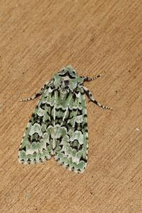 <i>Griposia aprilina</i>