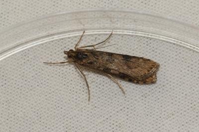 <i>Nomophila noctuella</i>