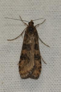 <i>Nomophila noctuella</i>
