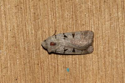 <i>Eugnorisma glareosa</i>
