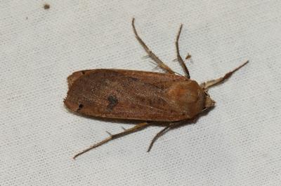 <i>Noctua pronuba</i>