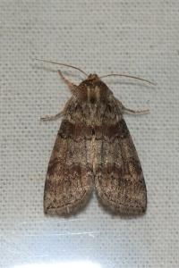 <i>Cymatophorina diluta</i>