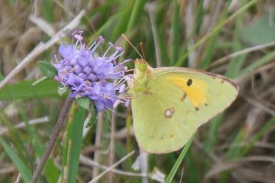 <i>Colias crocea</i>