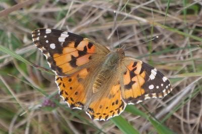 <i>Vanessa cardui</i>